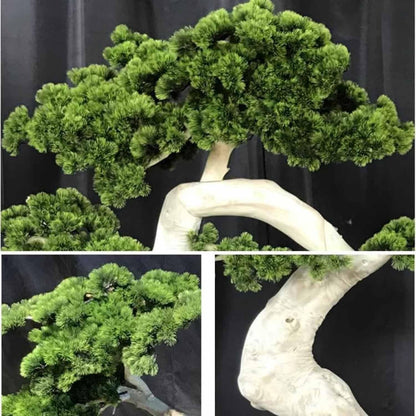 Large Artificial Bonsai Tree - Faux Plants Indoor Podocarpus Tree, Realistic Guest-Greeting Pine Decor for Home Office, Living Room, Farmhouse Zen Decor (5FT)