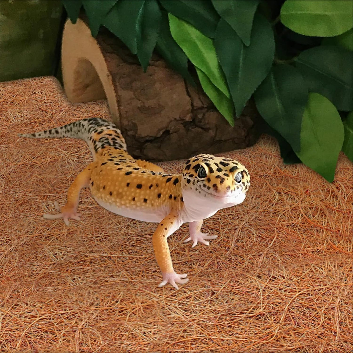 Reptile Carpet 12x12 Inch Coconut Fiber Mat for Tank Bedding