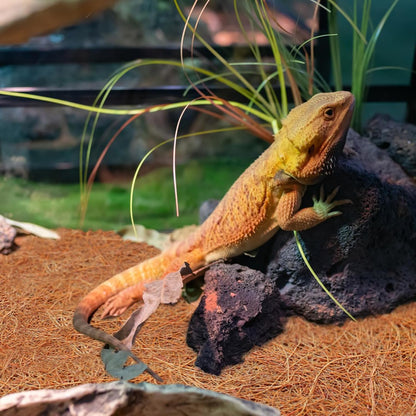 Reptile Carpet 12x12 Inch Coconut Fiber Mat for Tank Bedding