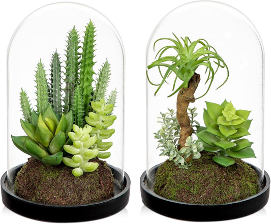 Artificial Succulent in Cylindrical Glass Vase Small Fake Cactus Plant with Modern Glass Terrarium Faux Plants Indoor Gift for Plant Lover Decor for Home Office Table Desk Shelf