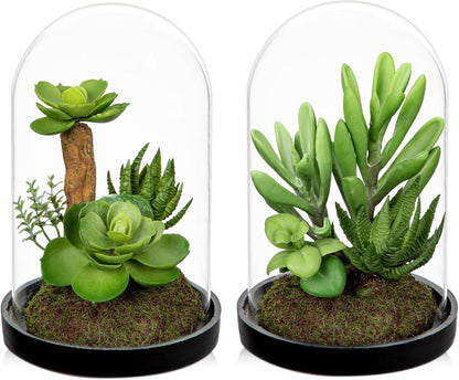 Artificial Succulent in Cylindrical Glass Vase Small Fake Cactus Plant with Modern Glass Terrarium Faux Plants Indoor Gift for Plant Lover Decor for Home Office Table Desk Shelf