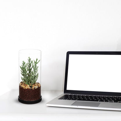 Artificial Succulent in Cylindrical Glass Vase Small Fake Cactus Plant with Modern Glass Terrarium Faux Plants Indoor Gift for Plant Lover Decor for Home Office Table Desk Shelf
