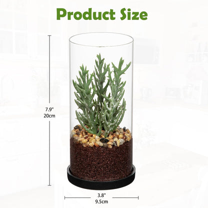 Artificial Succulent in Cylindrical Glass Vase Small Fake Cactus Plant with Modern Glass Terrarium Faux Plants Indoor Gift for Plant Lover Decor for Home Office Table Desk Shelf