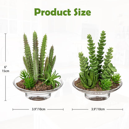 Artificial Succulent in Cylindrical Glass Vase Small Fake Cactus Plant with Modern Glass Terrarium Faux Plants Indoor Gift for Plant Lover Decor for Home Office Table Desk Shelf