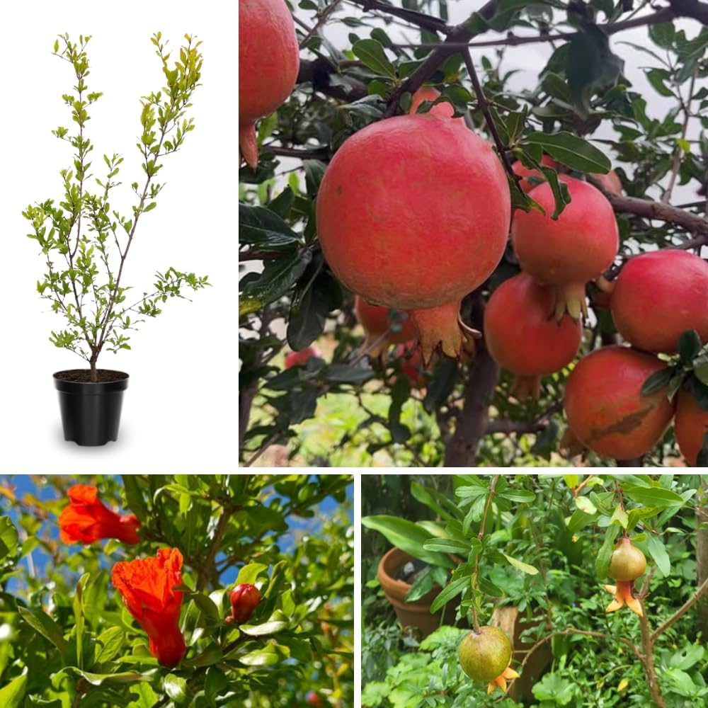 Wonderful Pomegranate Plant Live, 4-7 Inch Tall