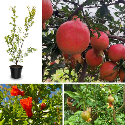 Wonderful Pomegranate Plant Live, 4-7 Inch Tall