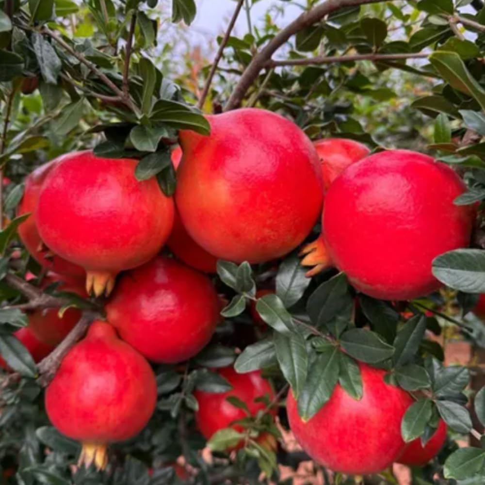 Wonderful Pomegranate Plant Live, 4-7 Inch Tall
