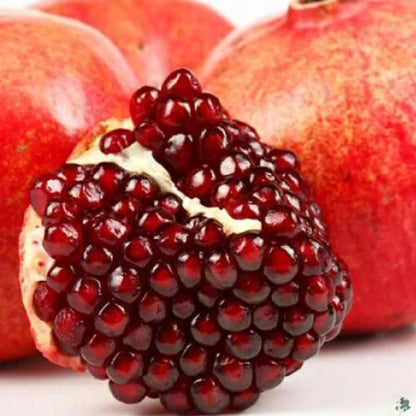 Wonderful Pomegranate Plant Live, 4-7 Inch Tall