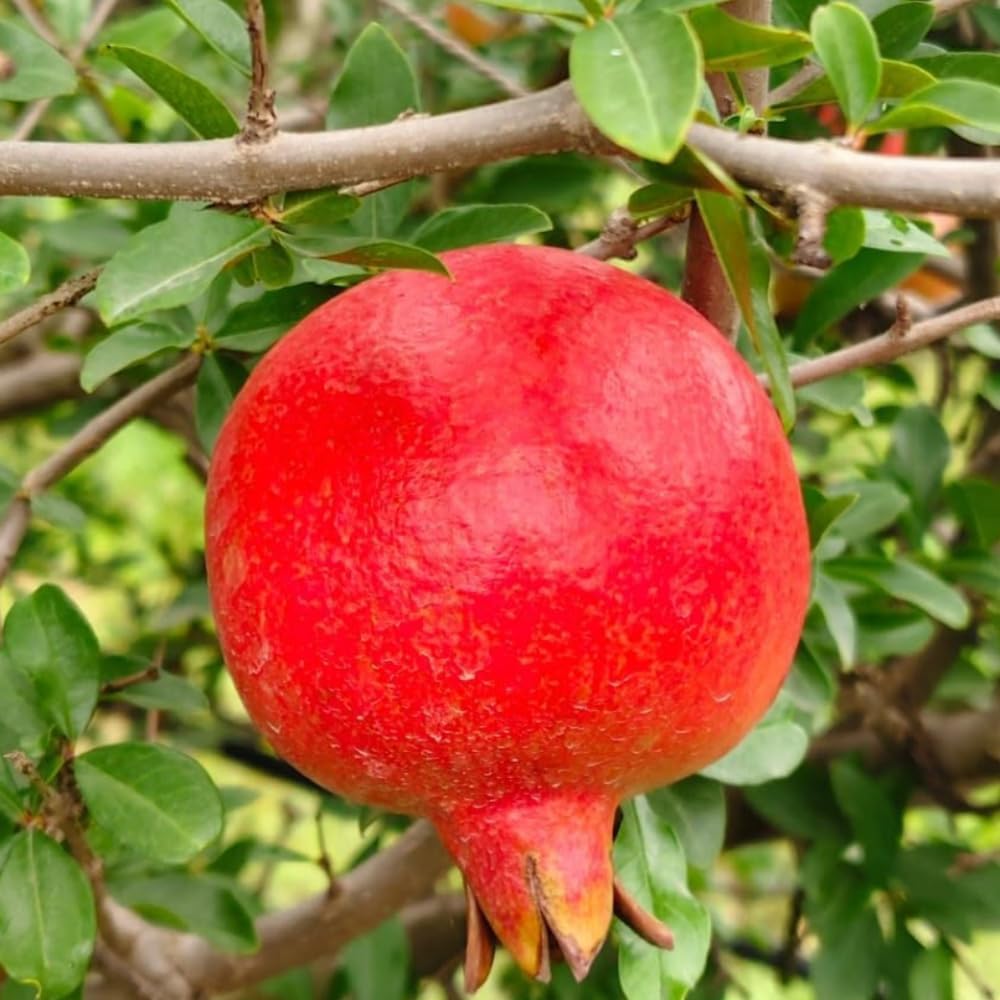 Wonderful Pomegranate Plant Live, 4-7 Inch Tall