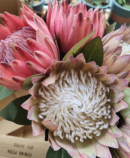 2 Pcs 21.65 Inch Big Artificial The King Protea Flowers Protea Cynaroides Artificial Flowers for Home Garden Wedding Party Office Decor (Rose Red)