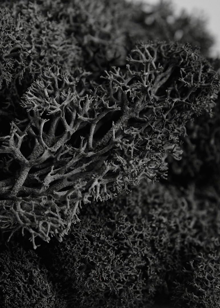21669 Reindeer Moss Preserved, Chartreuse, 8oz (200 cubic inch)