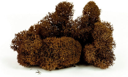21669 Reindeer Moss Preserved, Chartreuse, 8oz (200 cubic inch)