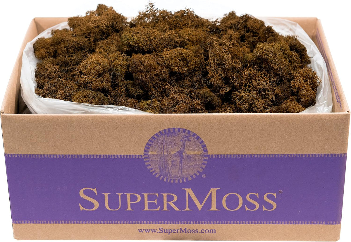 21669 Reindeer Moss Preserved, Chartreuse, 8oz (200 cubic inch)
