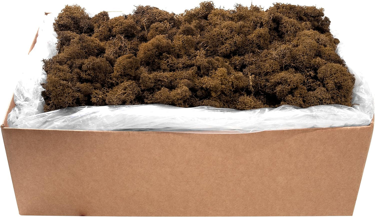 21669 Reindeer Moss Preserved, Chartreuse, 8oz (200 cubic inch)