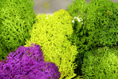 21669 Reindeer Moss Preserved, Chartreuse, 8oz (200 cubic inch)