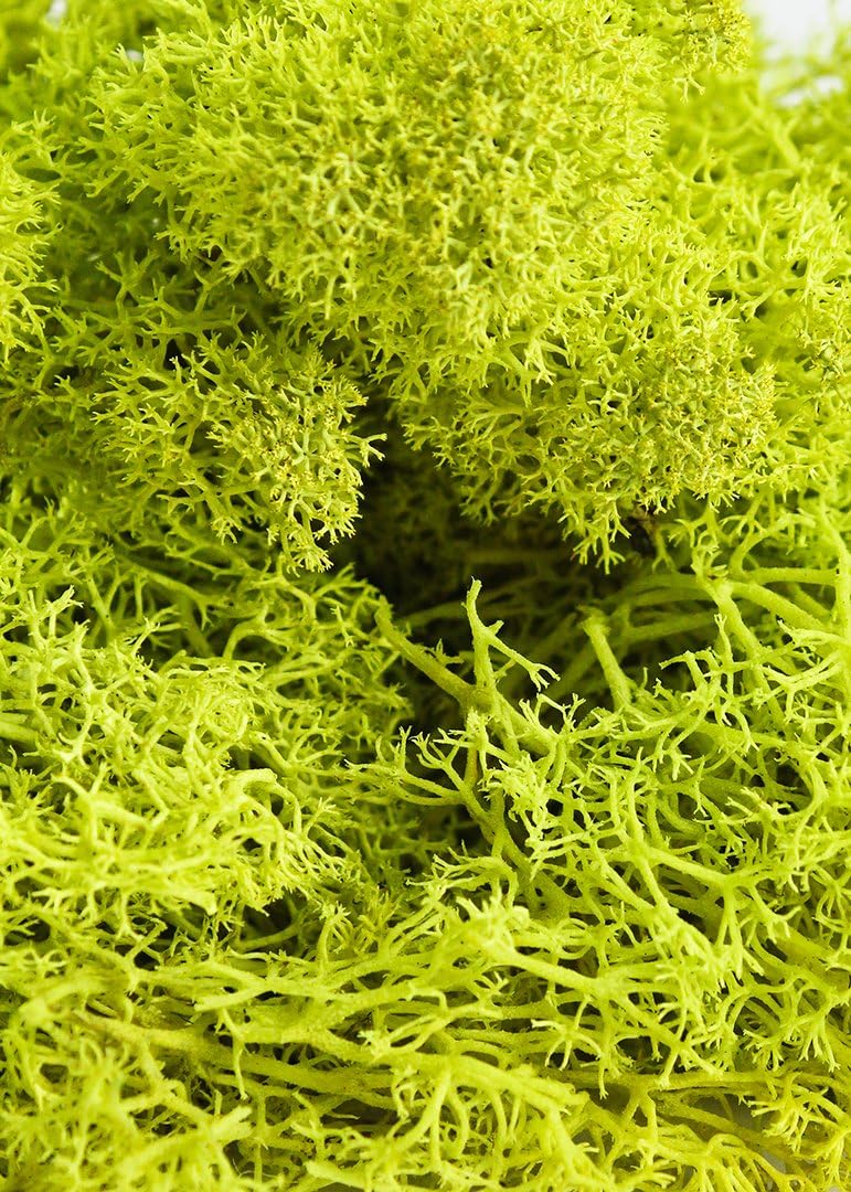21669 Reindeer Moss Preserved, Chartreuse, 8oz (200 cubic inch)