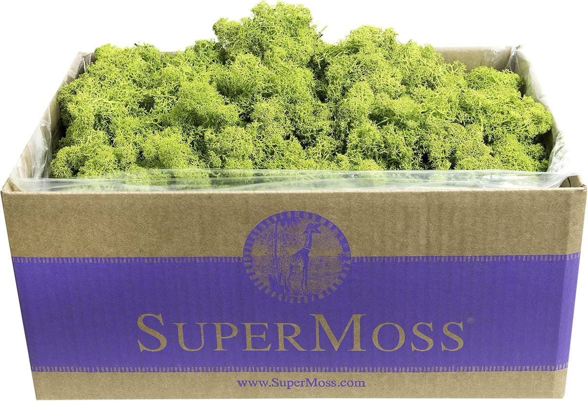 21669 Reindeer Moss Preserved, Chartreuse, 8oz (200 cubic inch)