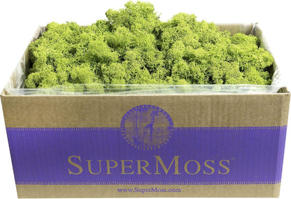 21669 Reindeer Moss Preserved, Chartreuse, 8oz (200 cubic inch)