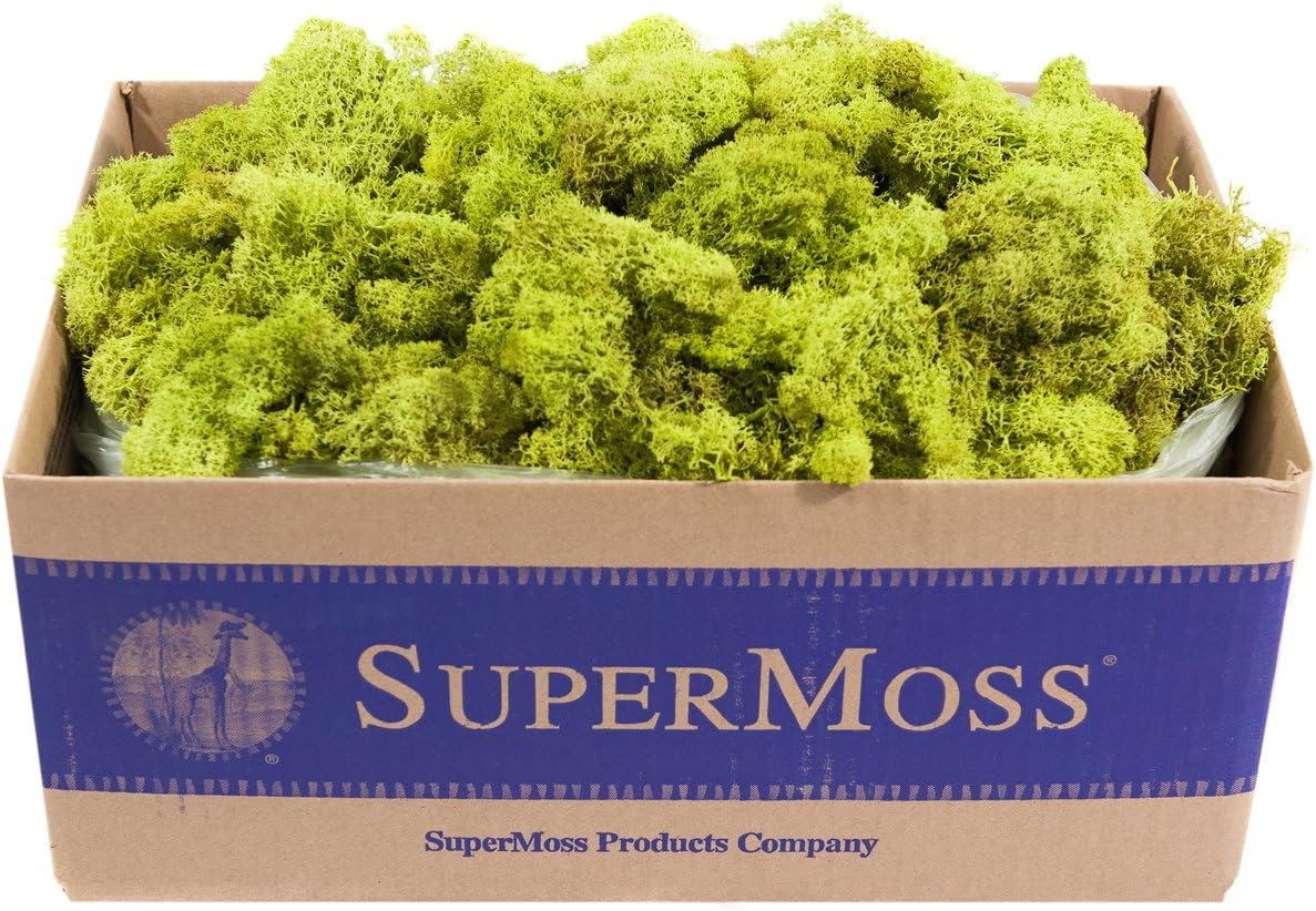 21669 Reindeer Moss Preserved, Chartreuse, 8oz (200 cubic inch)