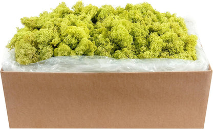 21669 Reindeer Moss Preserved, Chartreuse, 8oz (200 cubic inch)