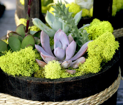21669 Reindeer Moss Preserved, Chartreuse, 8oz (200 cubic inch)