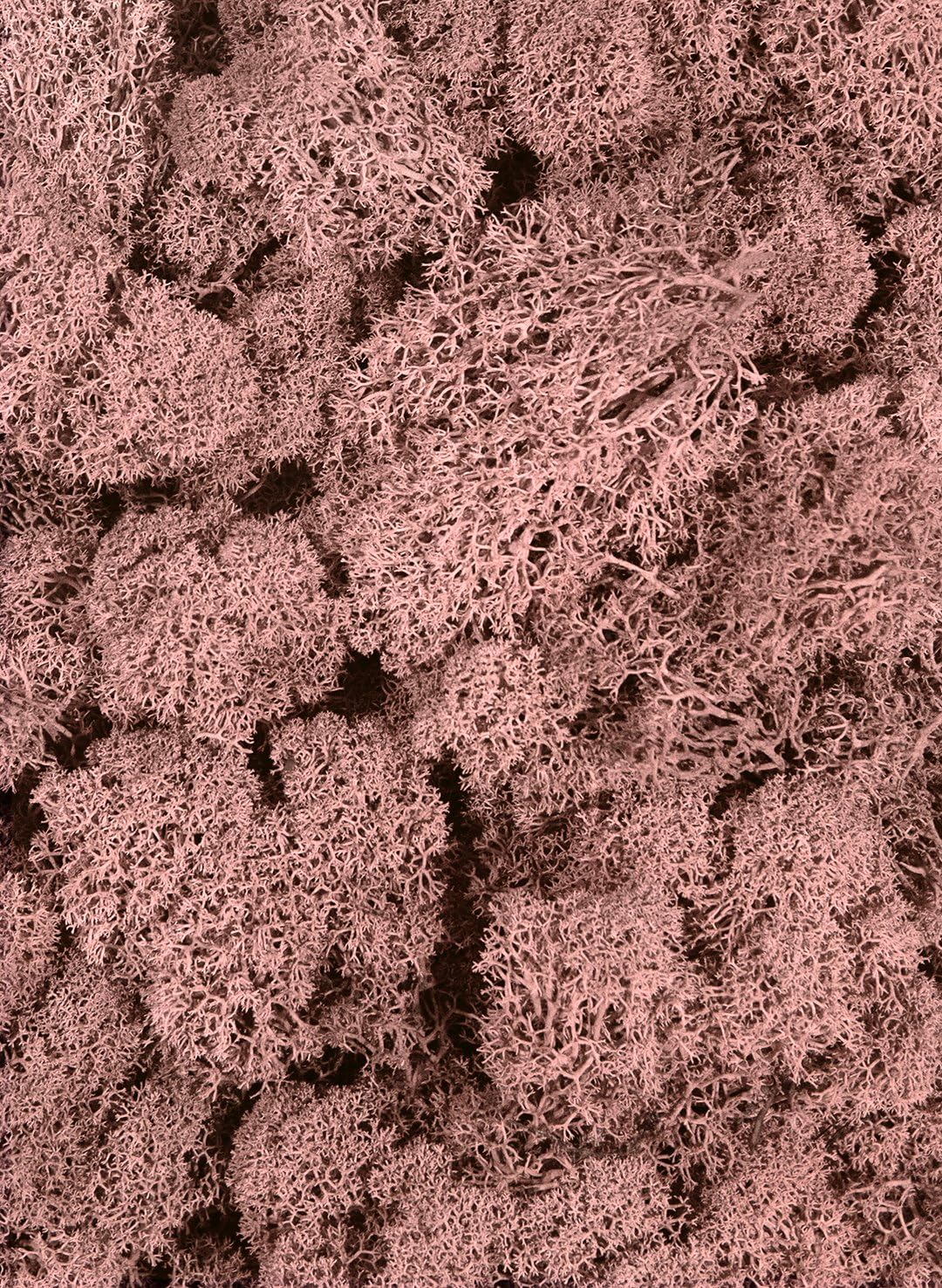 21669 Reindeer Moss Preserved, Chartreuse, 8oz (200 cubic inch)