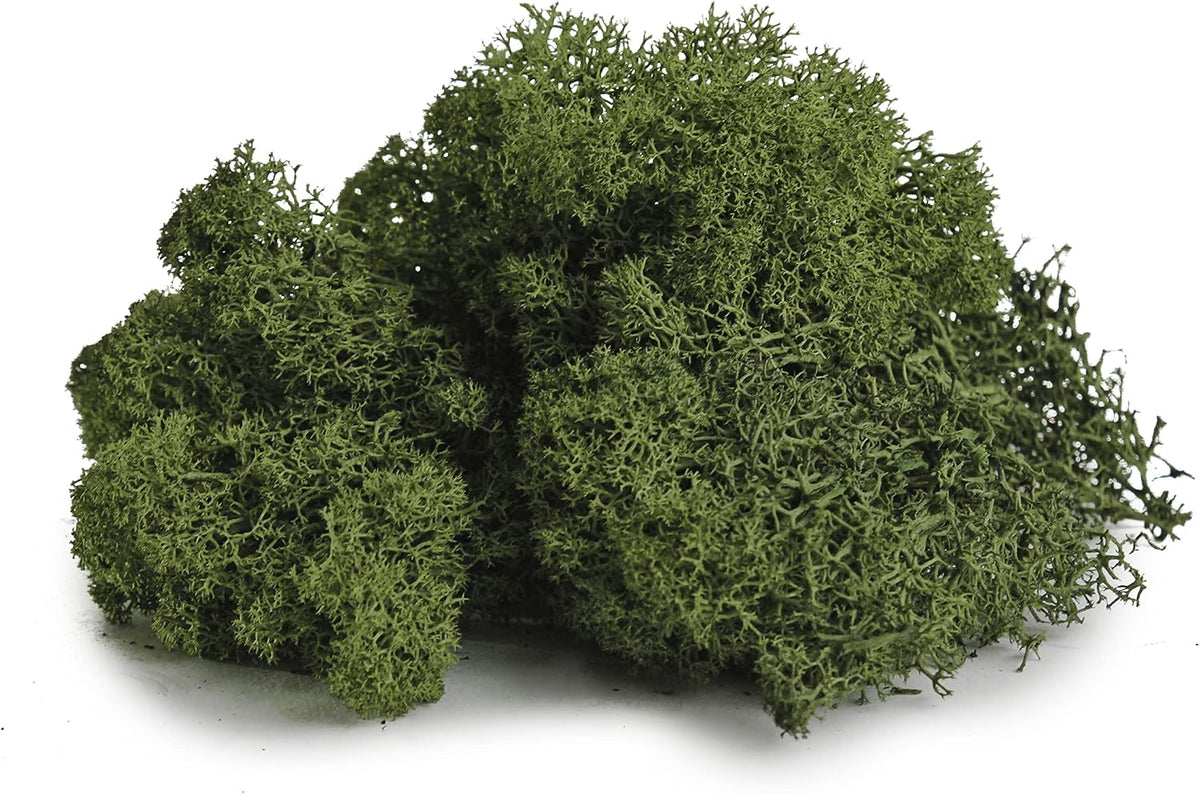 21669 Reindeer Moss Preserved, Chartreuse, 8oz (200 cubic inch)