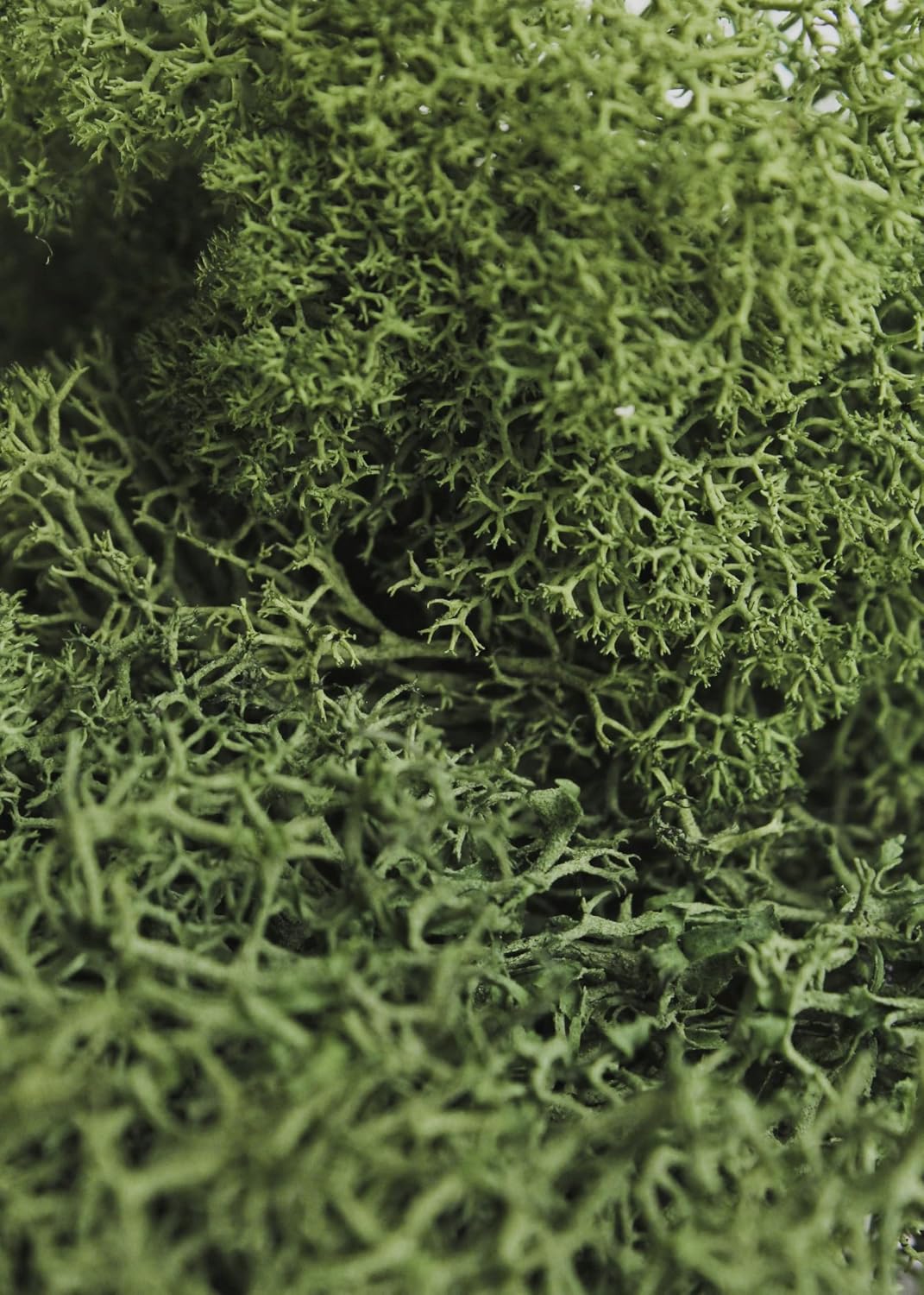 21669 Reindeer Moss Preserved, Chartreuse, 8oz (200 cubic inch)