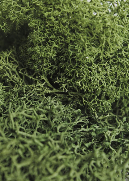 21669 Reindeer Moss Preserved, Chartreuse, 8oz (200 cubic inch)
