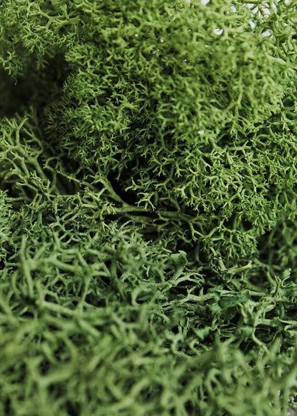 21669 Reindeer Moss Preserved, Chartreuse, 8oz (200 cubic inch)