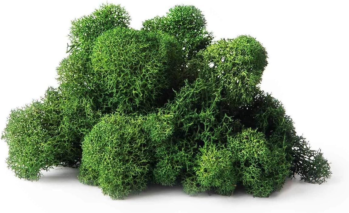 21669 Reindeer Moss Preserved, Chartreuse, 8oz (200 cubic inch)