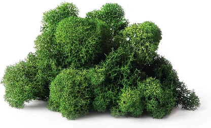 21669 Reindeer Moss Preserved, Chartreuse, 8oz (200 cubic inch)
