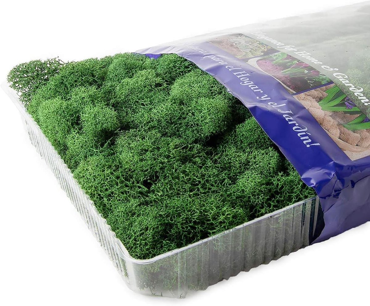 21669 Reindeer Moss Preserved, Chartreuse, 8oz (200 cubic inch)