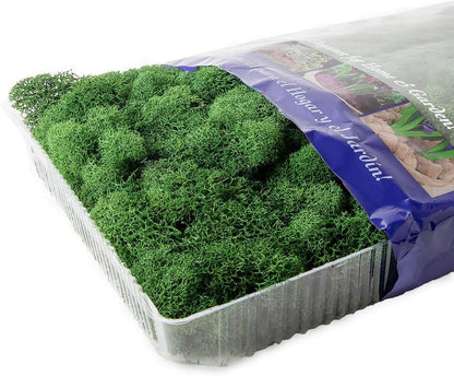 21669 Reindeer Moss Preserved, Chartreuse, 8oz (200 cubic inch)