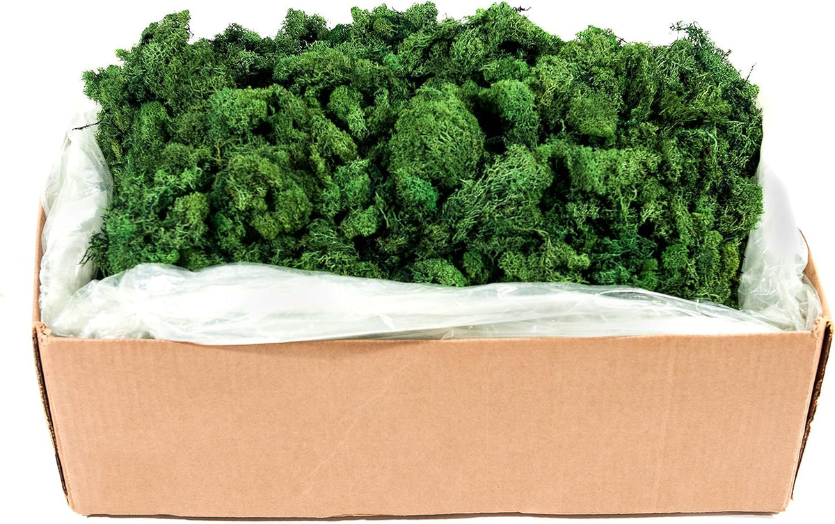 21669 Reindeer Moss Preserved, Chartreuse, 8oz (200 cubic inch)
