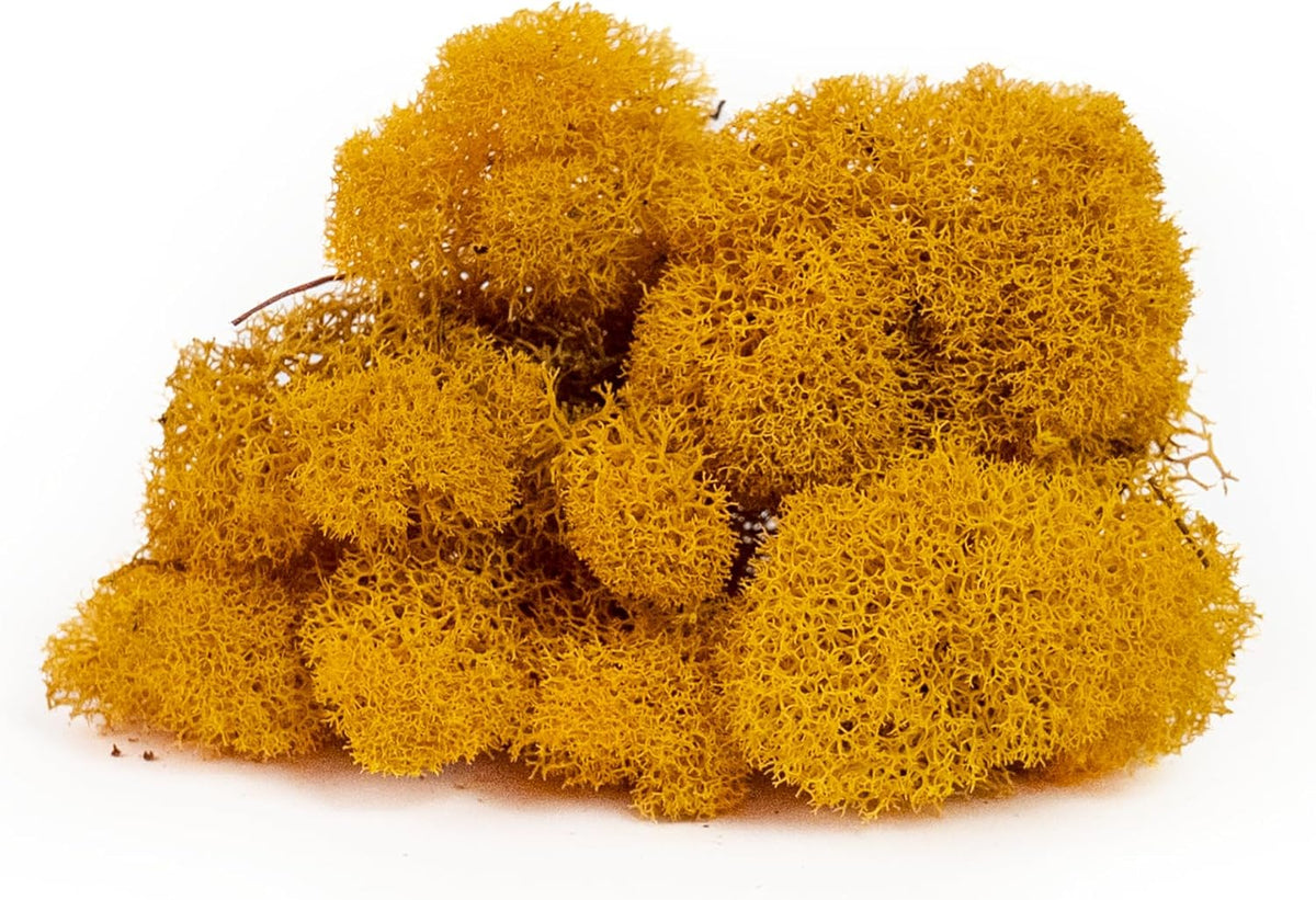 21669 Reindeer Moss Preserved, Chartreuse, 8oz (200 cubic inch)