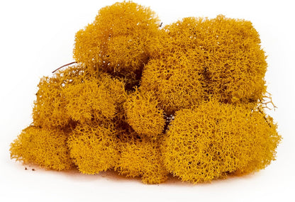 21669 Reindeer Moss Preserved, Chartreuse, 8oz (200 cubic inch)