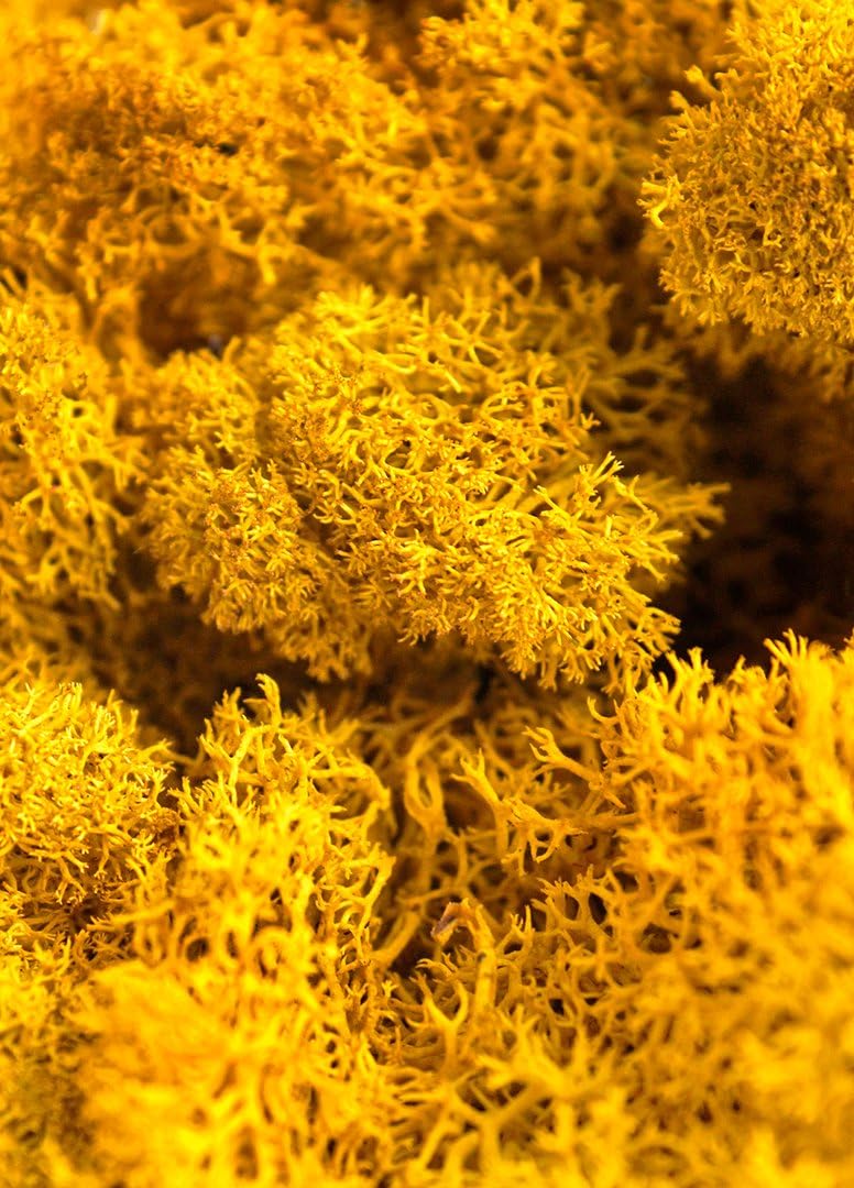 21669 Reindeer Moss Preserved, Chartreuse, 8oz (200 cubic inch)