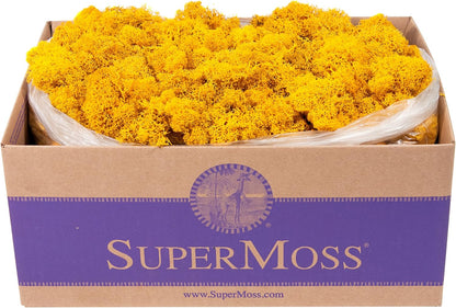 21669 Reindeer Moss Preserved, Chartreuse, 8oz (200 cubic inch)