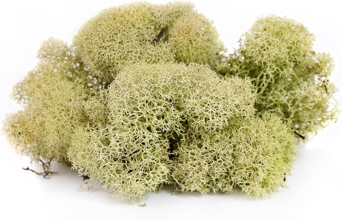 21669 Reindeer Moss Preserved, Chartreuse, 8oz (200 cubic inch)