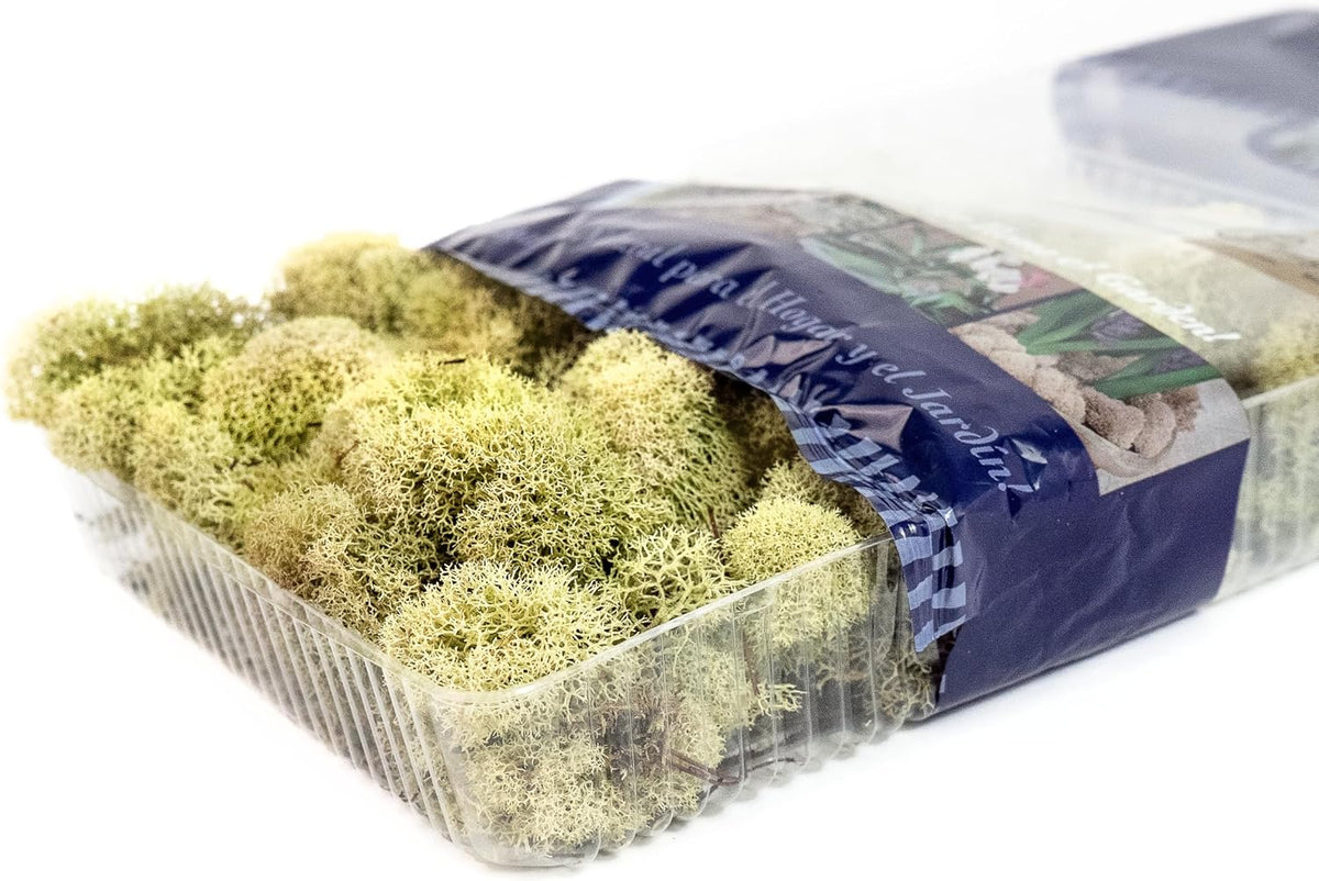 21669 Reindeer Moss Preserved, Chartreuse, 8oz (200 cubic inch)