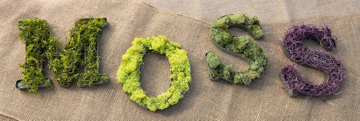 21669 Reindeer Moss Preserved, Chartreuse, 8oz (200 cubic inch)