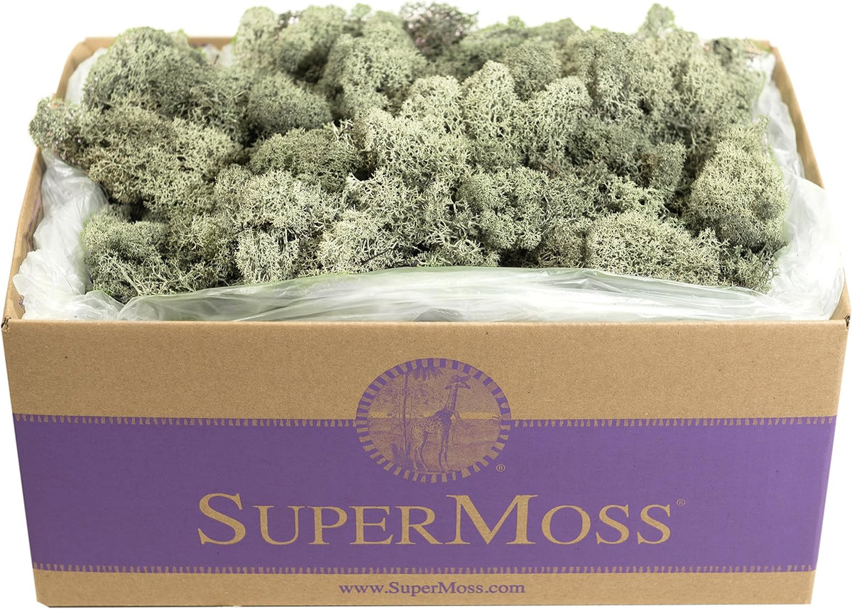 21669 Reindeer Moss Preserved, Chartreuse, 8oz (200 cubic inch)