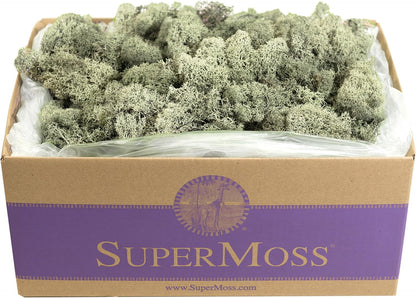 21669 Reindeer Moss Preserved, Chartreuse, 8oz (200 cubic inch)