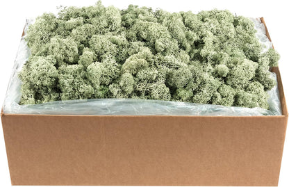 21669 Reindeer Moss Preserved, Chartreuse, 8oz (200 cubic inch)