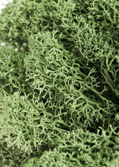 21669 Reindeer Moss Preserved, Chartreuse, 8oz (200 cubic inch)