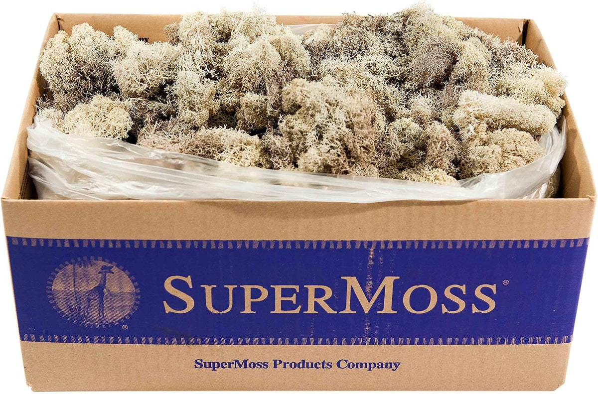 21669 Reindeer Moss Preserved, Chartreuse, 8oz (200 cubic inch)