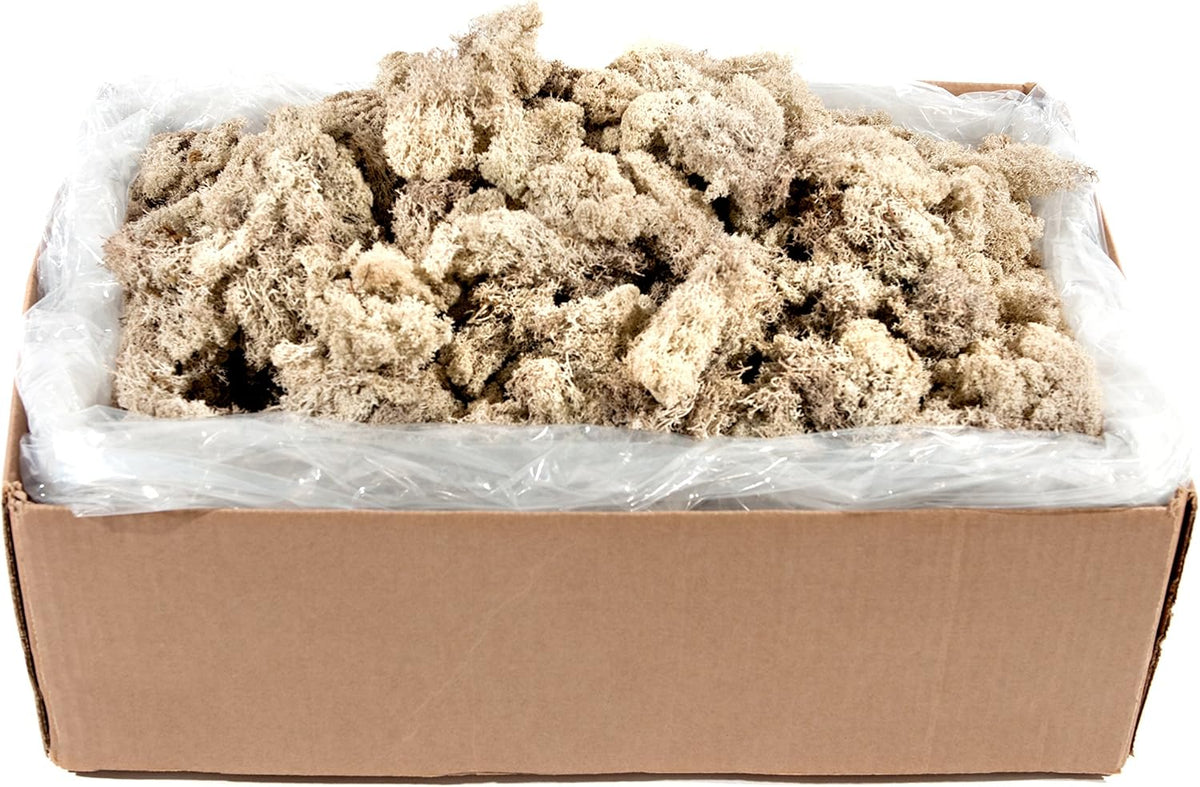 21669 Reindeer Moss Preserved, Chartreuse, 8oz (200 cubic inch)