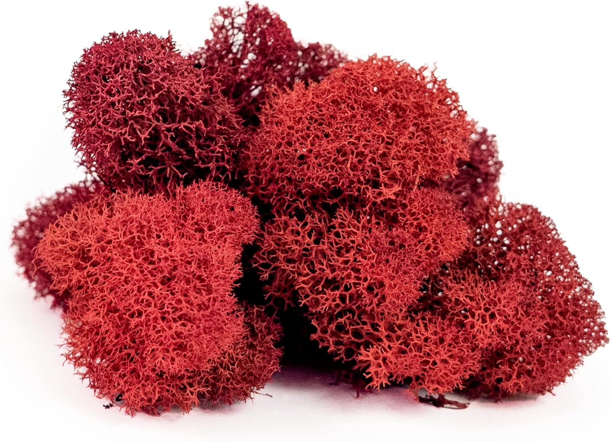 21669 Reindeer Moss Preserved, Chartreuse, 8oz (200 cubic inch)