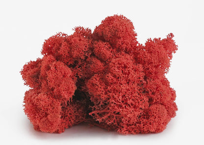 21669 Reindeer Moss Preserved, Chartreuse, 8oz (200 cubic inch)
